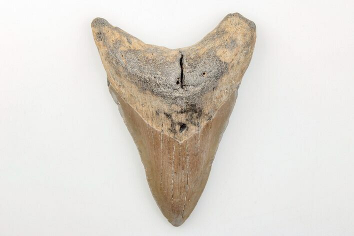 Fossil Megalodon Tooth - North Carolina #200702